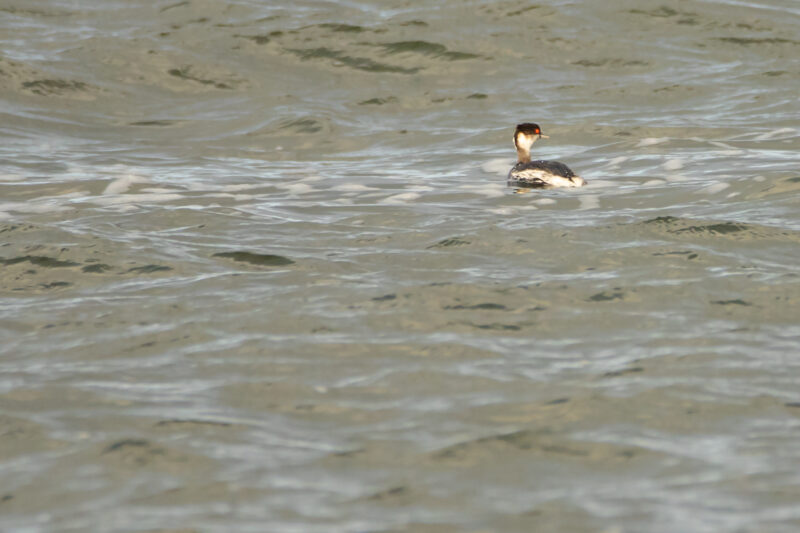 Grèbe esclavon au Croisic